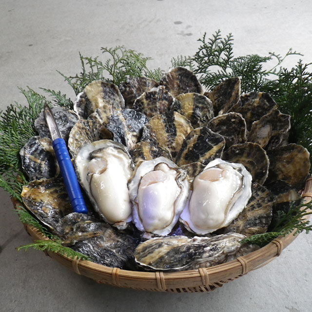 全ての商品 :: 食品・飲料 :: 肉・魚 :: 瑞穂産牡蠣（大サイズ